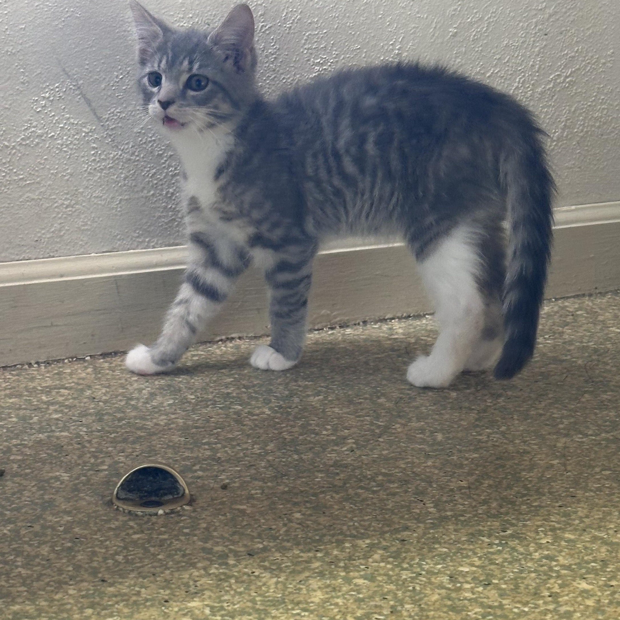 Harry, Adopted, Young Male Domestic Short Hair.