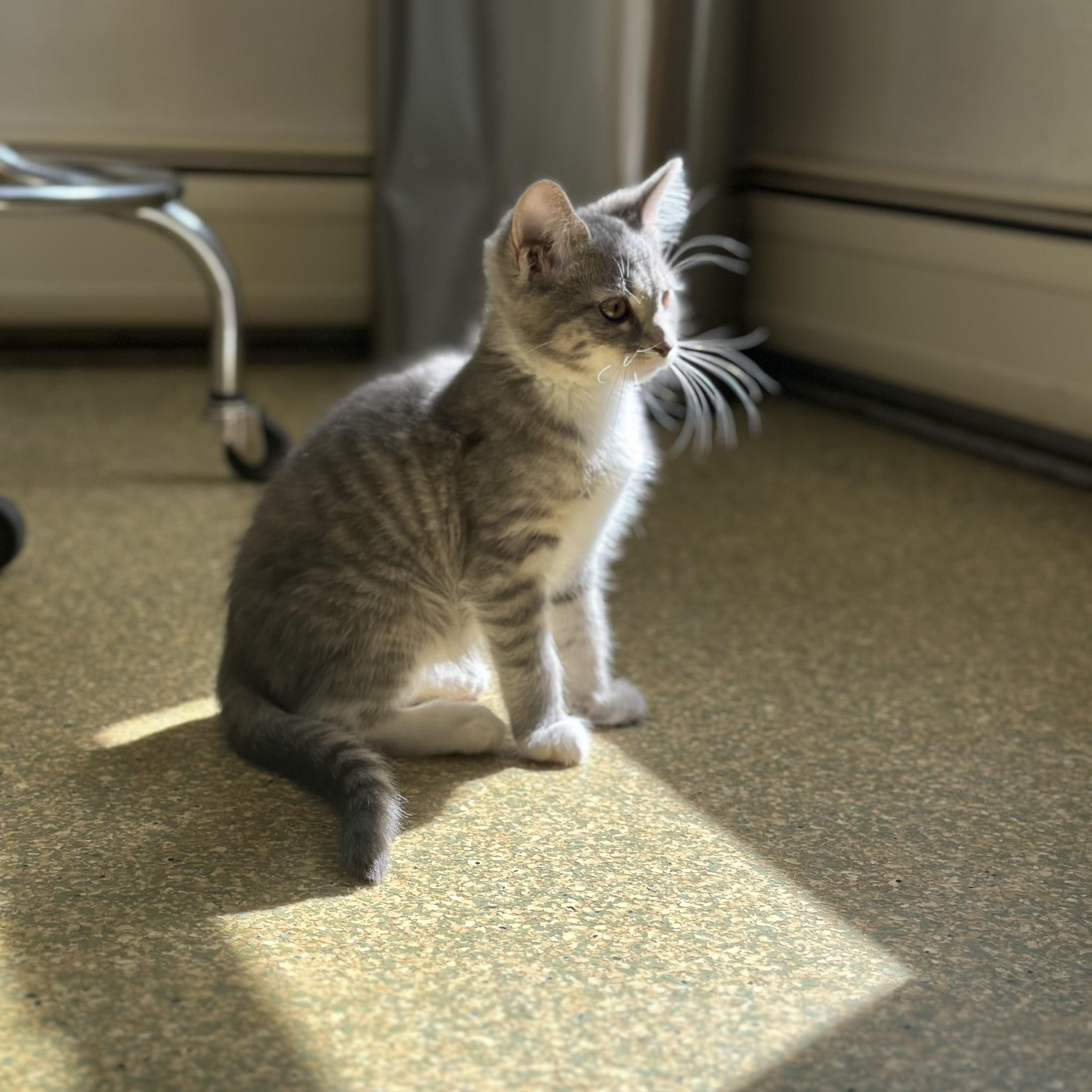 Enlarge Harry, a Adopted Domestic Short Hair in South Deerfield, MA image 2/2