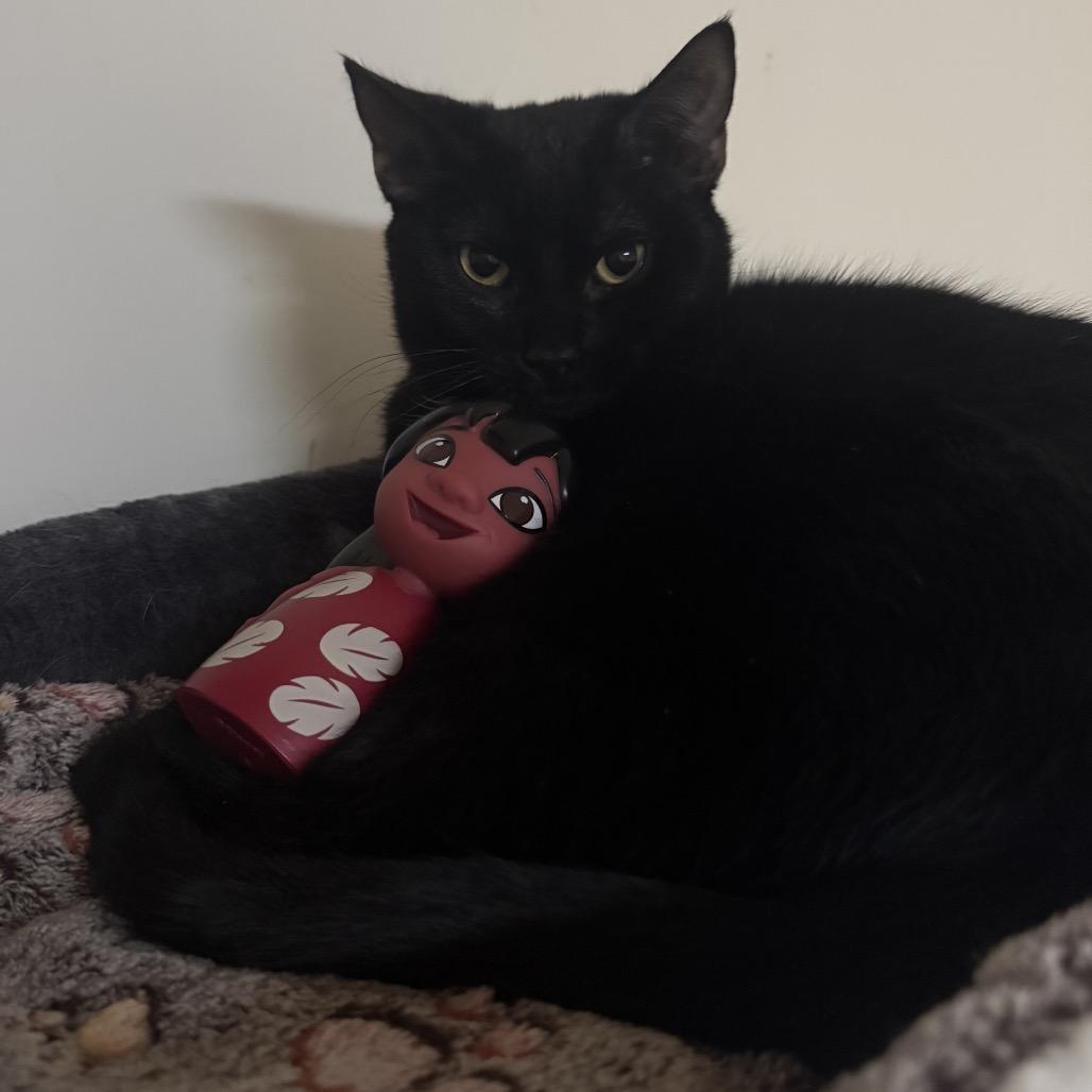 Lilo, Adoptable, Young Female Domestic Short Hair.