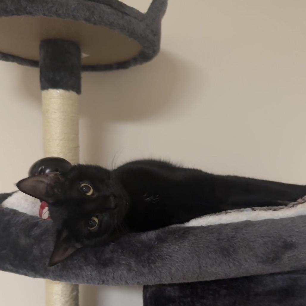 Enlarge Lilo, a Adoptable Domestic Short Hair in Reisterstown, MD image 2/4