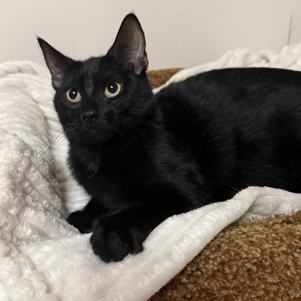 Enlarge Lilo, a Adoptable Domestic Short Hair in Reisterstown, MD image 3/4