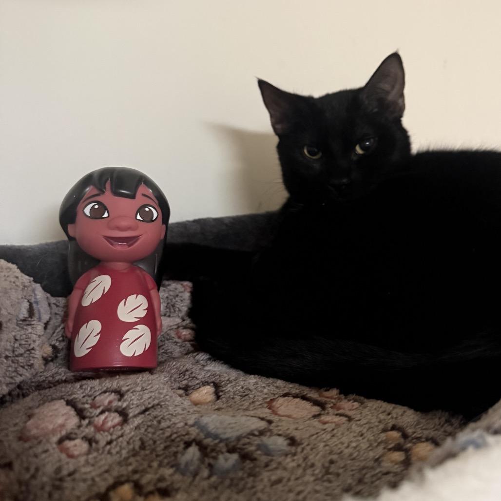 Enlarge Lilo, a Adoptable Domestic Short Hair in Reisterstown, MD image 4/4