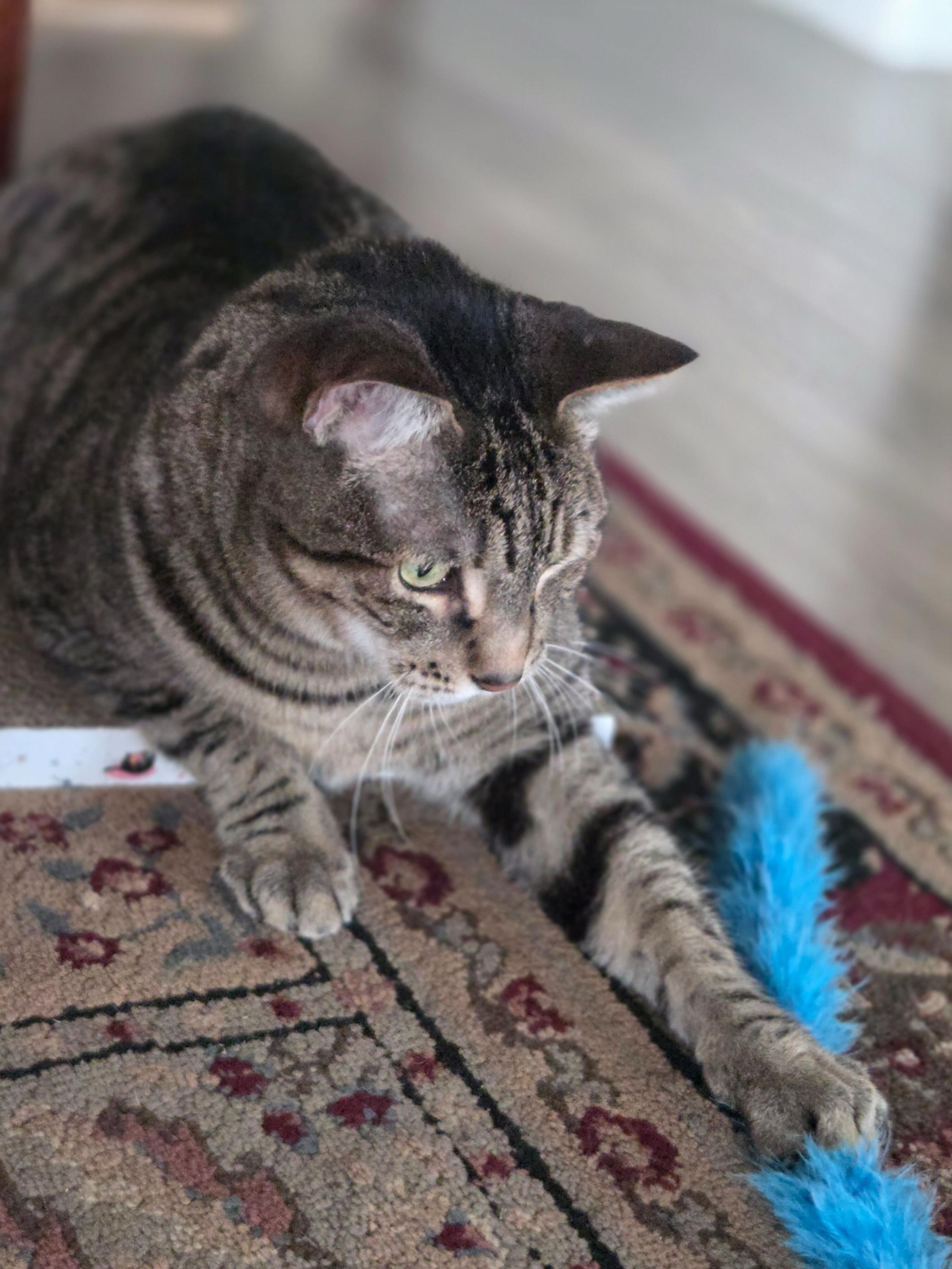 Enlarge Tygo, a ADOPTABLE Domestic Short Hair in Seattle, WA image 4/4