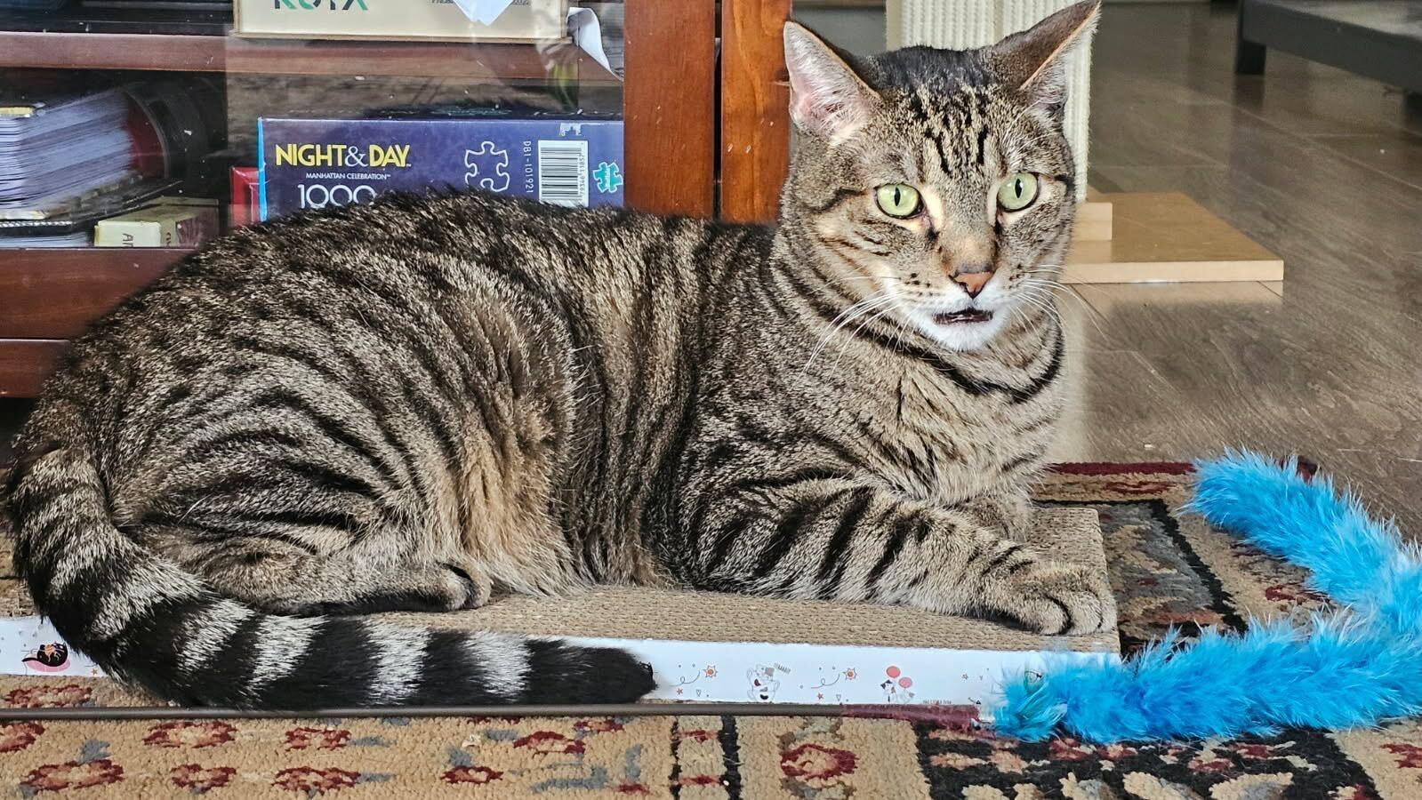 Enlarge Tygo, a ADOPTABLE Domestic Short Hair in Seattle, WA image 1/4