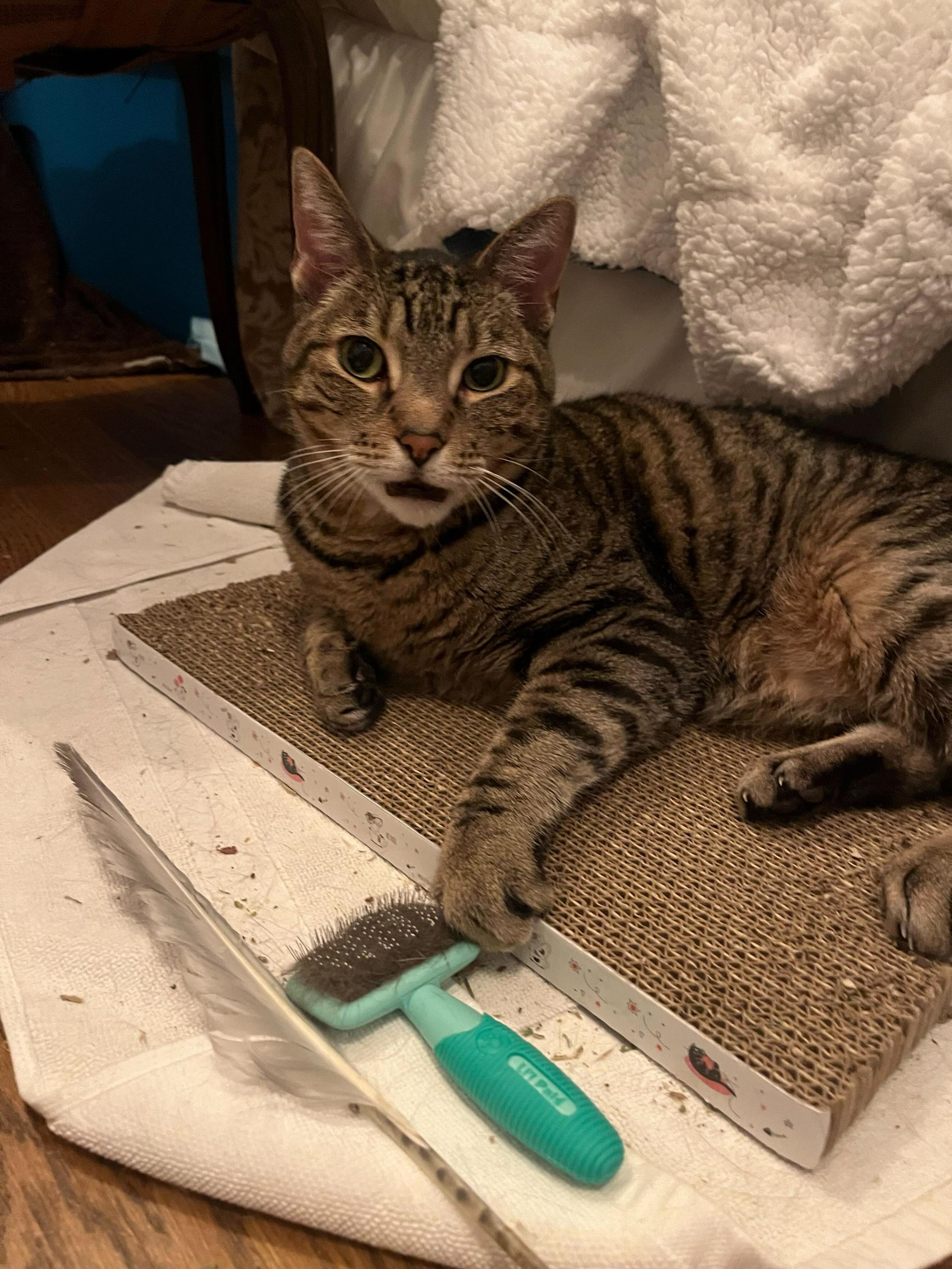 Tygo, a ADOPTABLE Domestic Short Hair in Seattle, WA image 3/3