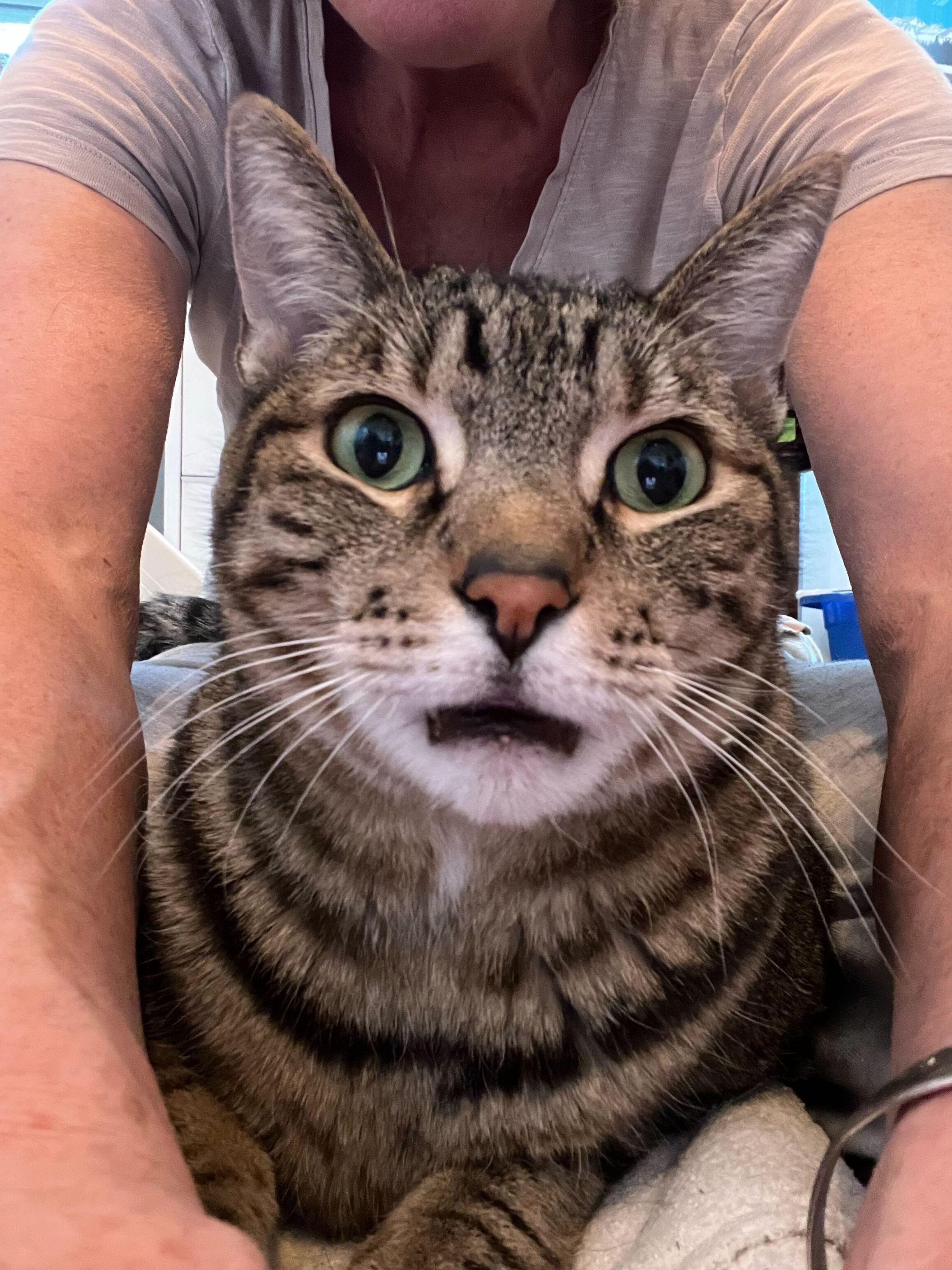 Tygo, ADOPTABLE, Senior Male Domestic Short Hair.