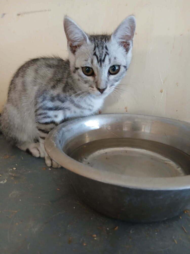 Enlarge Dolan, a Adoptable Domestic Short Hair in Thatcher, AZ image 1/1