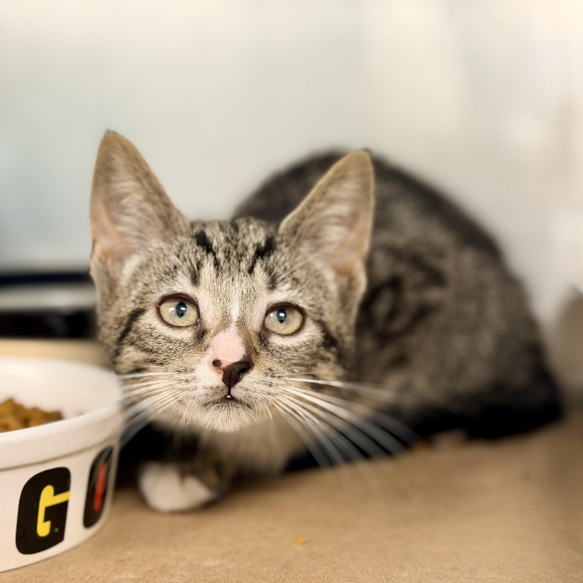 Calvin, a ADOPTABLE Domestic Short Hair in Jackson, NJ image 2/2