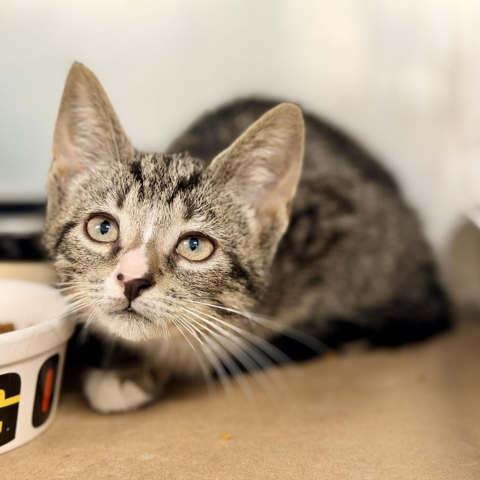 Calvin, ADOPTABLE, Kitten Male Domestic Short Hair.