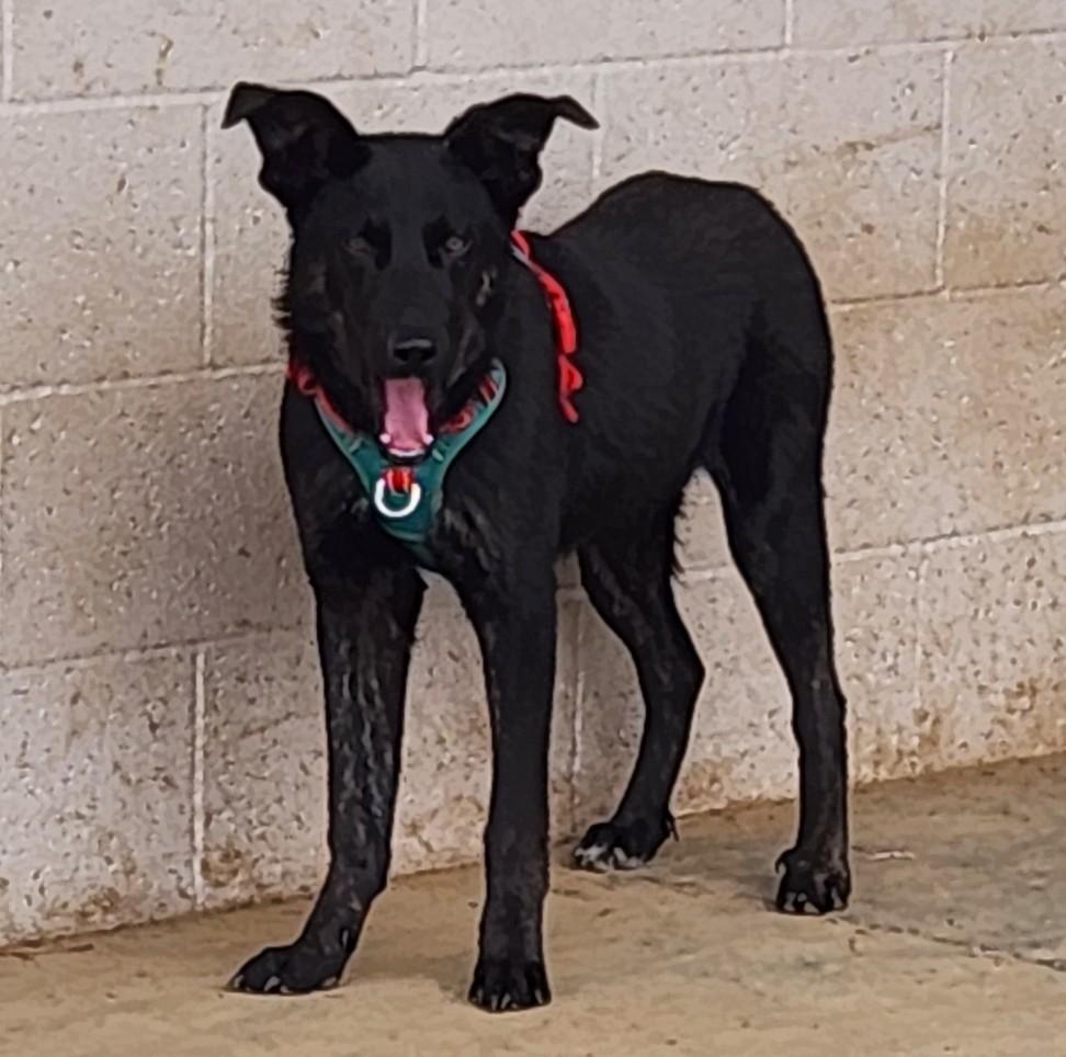 Enlarge Larry, a ADOPTABLE mixed breed in Siloam Springs, AR image 2/2