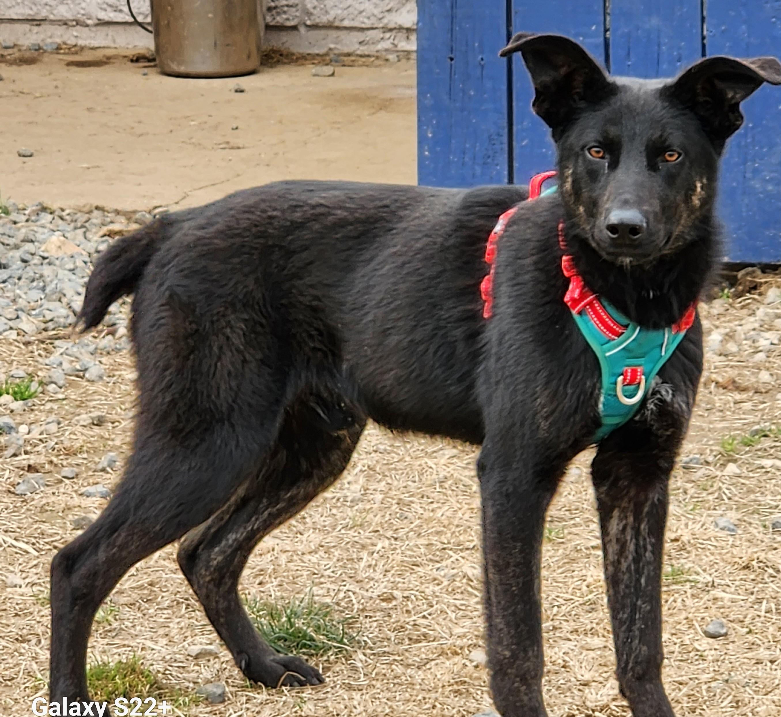 Larry, ADOPTABLE, Young Male Australian Shepherd & Mountain Cur.