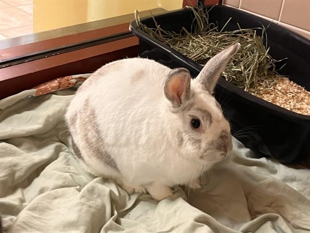 LUKE, Adoptable, Adult Male Bunny Rabbit & New Zealand.
