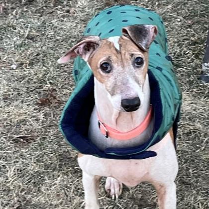 Coriander, ADOPTABLE, Adult Male Mixed Breed.