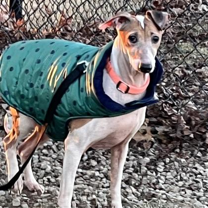 Enlarge Coriander, a ADOPTABLE mixed breed in Dubuque, IA image 2/2