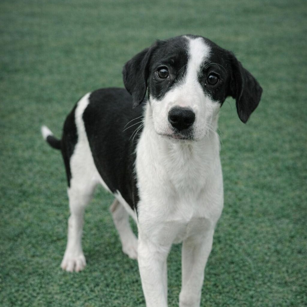 RUBIKS CUBE, Adoptable, Puppy Female Mixed Breed.