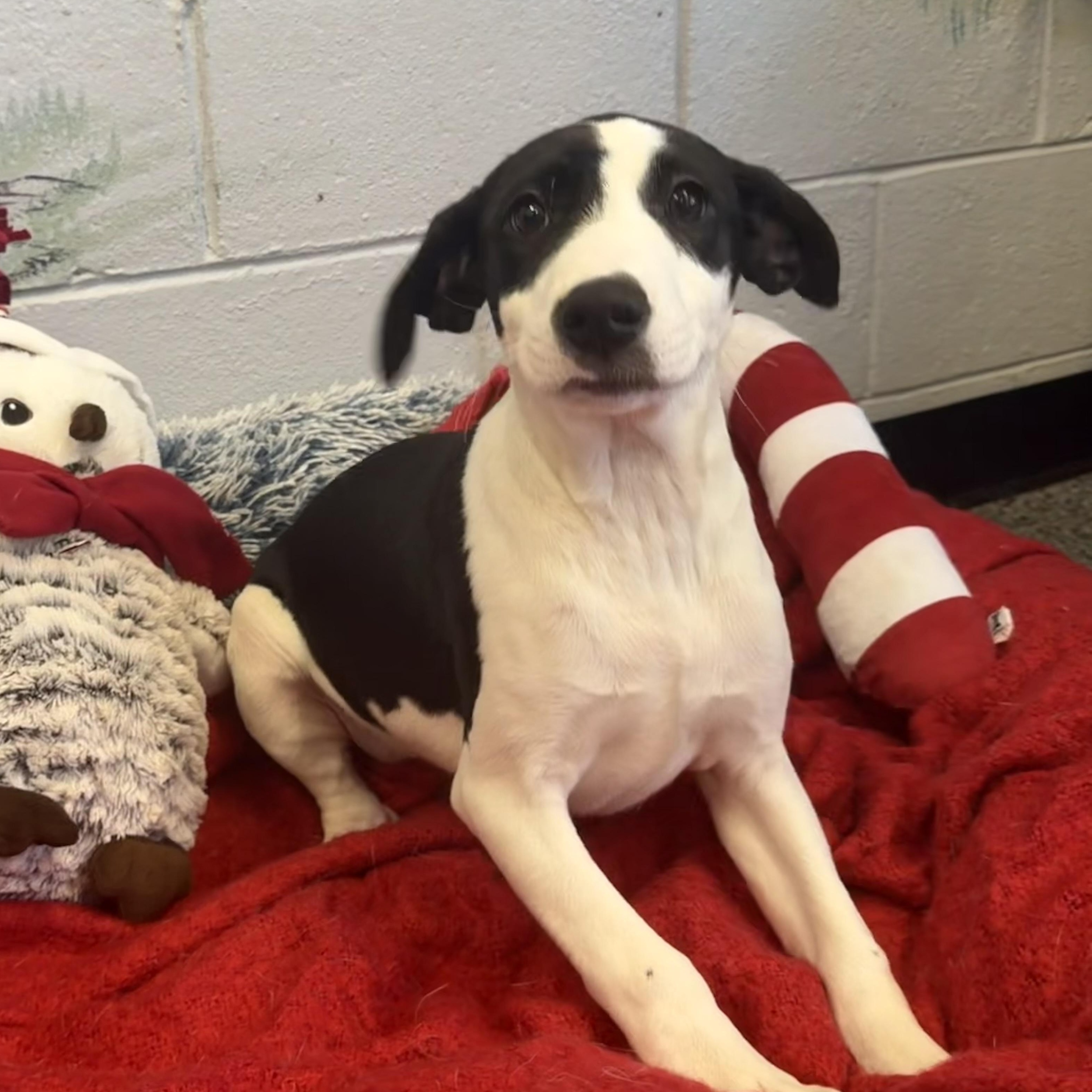 RUBIKS CUBE, Adoptable, Puppy Female Mixed Breed.