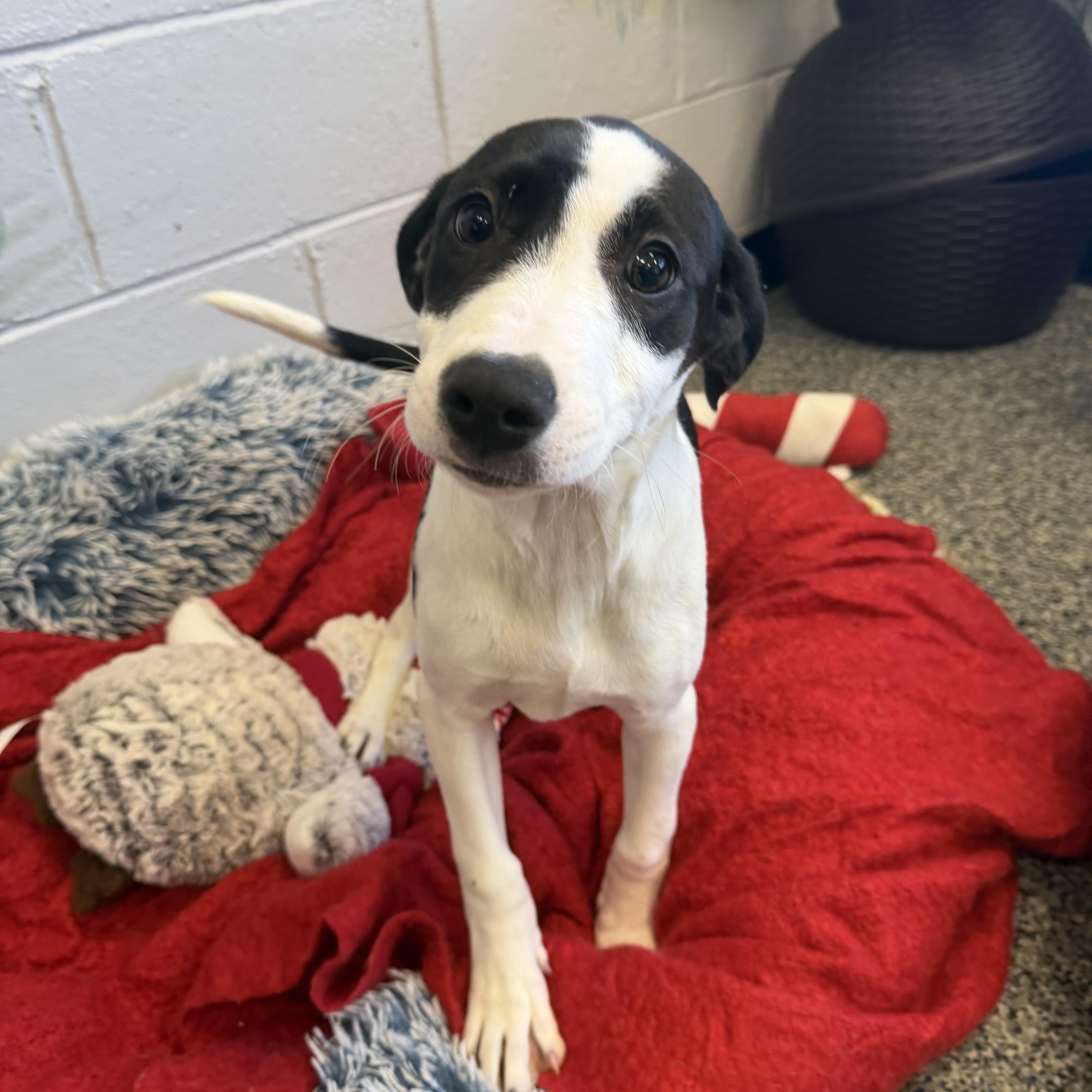 Enlarge RUBIKS CUBE, a Adoptable Mixed Breed in Cranston, RI image 3/3