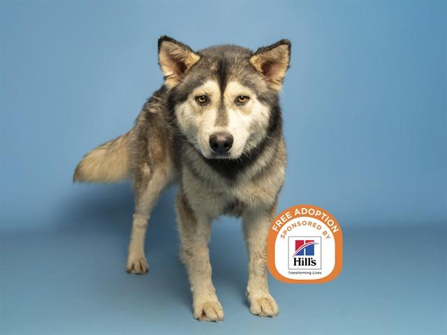 EYDLA, Adoptable, Adult Female Husky.