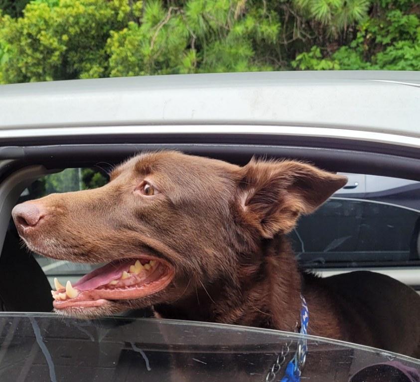 Enlarge Bear Canyon, a ADOPTABLE mixed breed in Lawrenceville, GA image 2/5