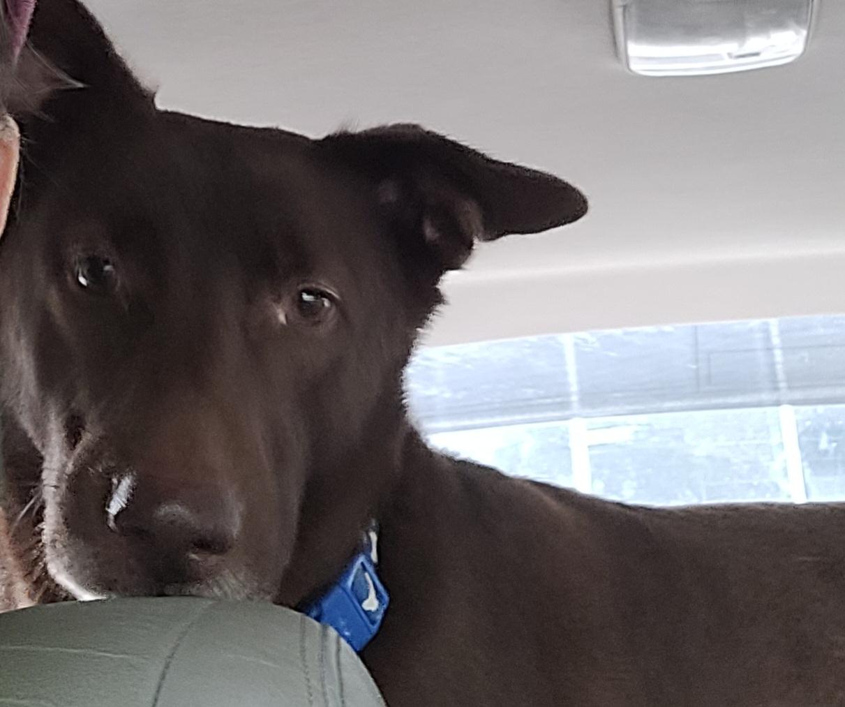 Enlarge Bear Canyon, a ADOPTABLE mixed breed in Lawrenceville, GA image 4/5