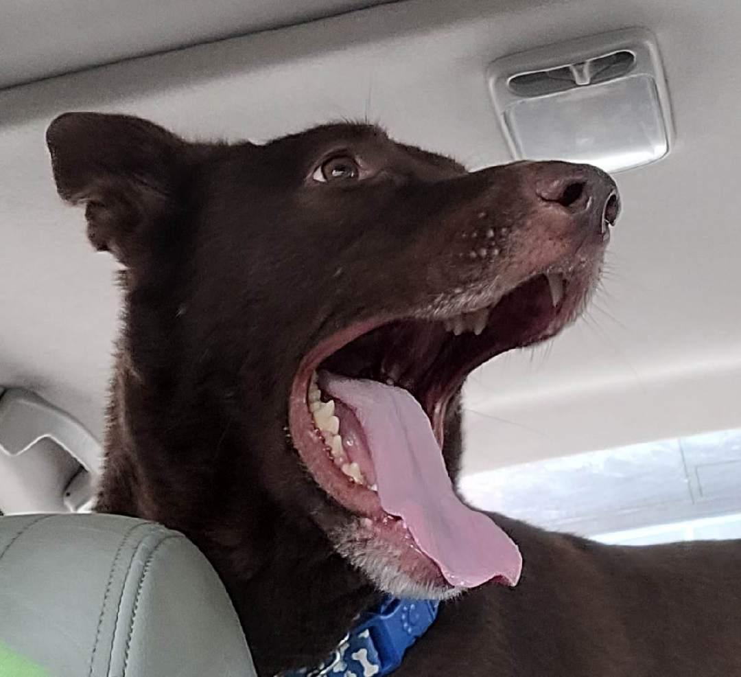 Enlarge Bear Canyon, a ADOPTABLE mixed breed in Lawrenceville, GA image 3/5