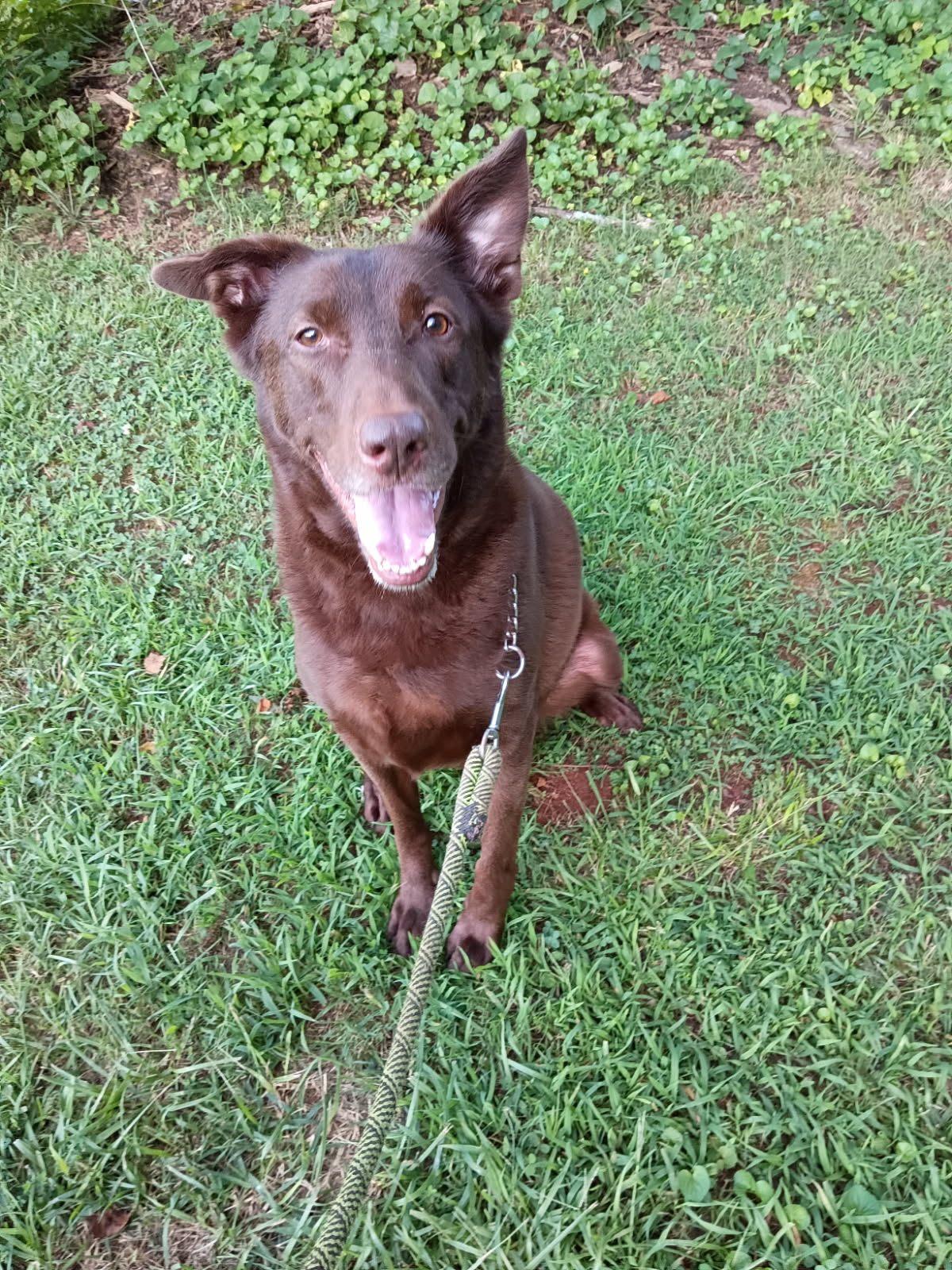 Enlarge Bear Canyon, a ADOPTABLE mixed breed in Lawrenceville, GA image 1/5