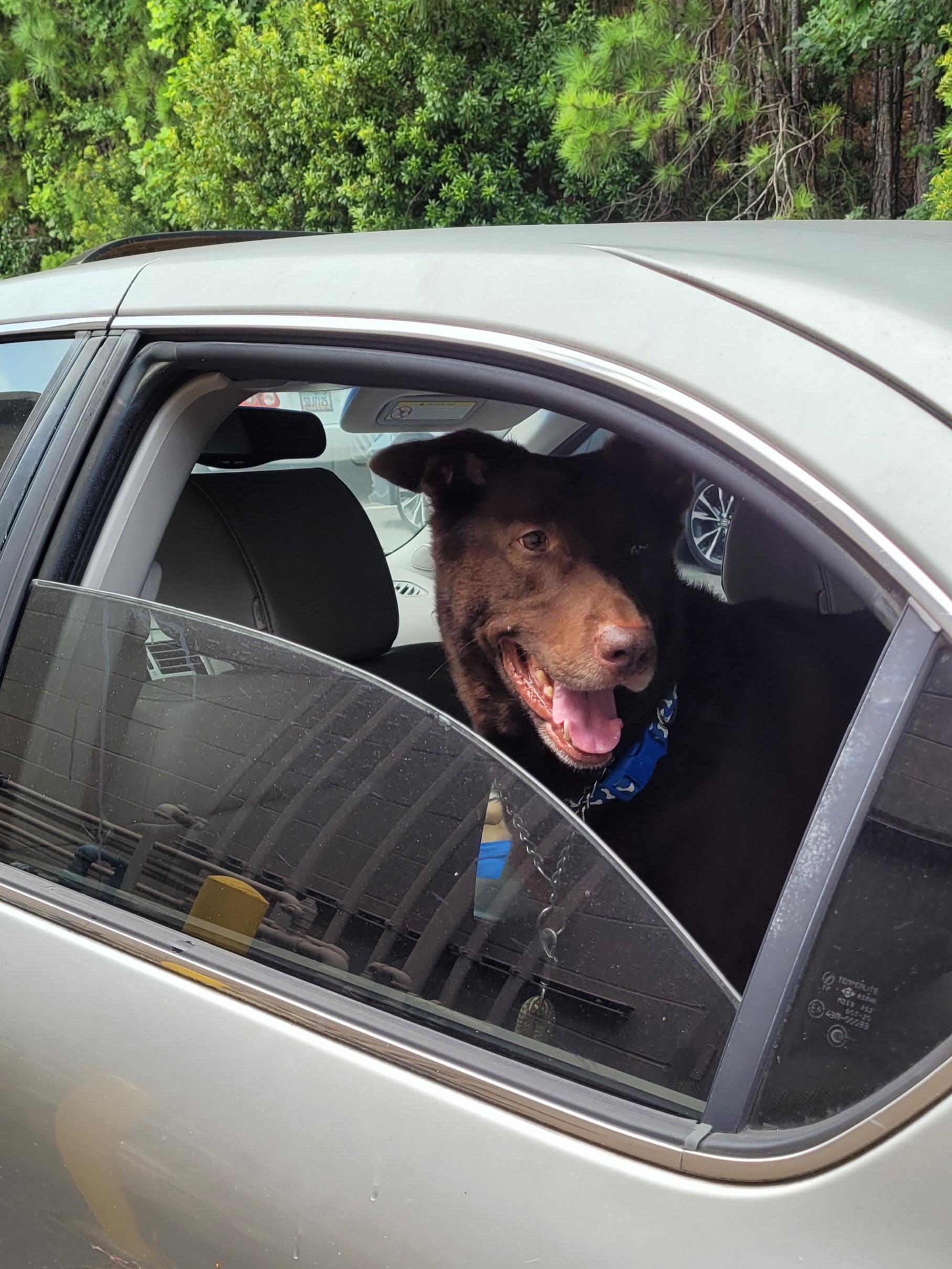 Enlarge Bear Canyon, a ADOPTABLE mixed breed in Lawrenceville, GA image 5/5