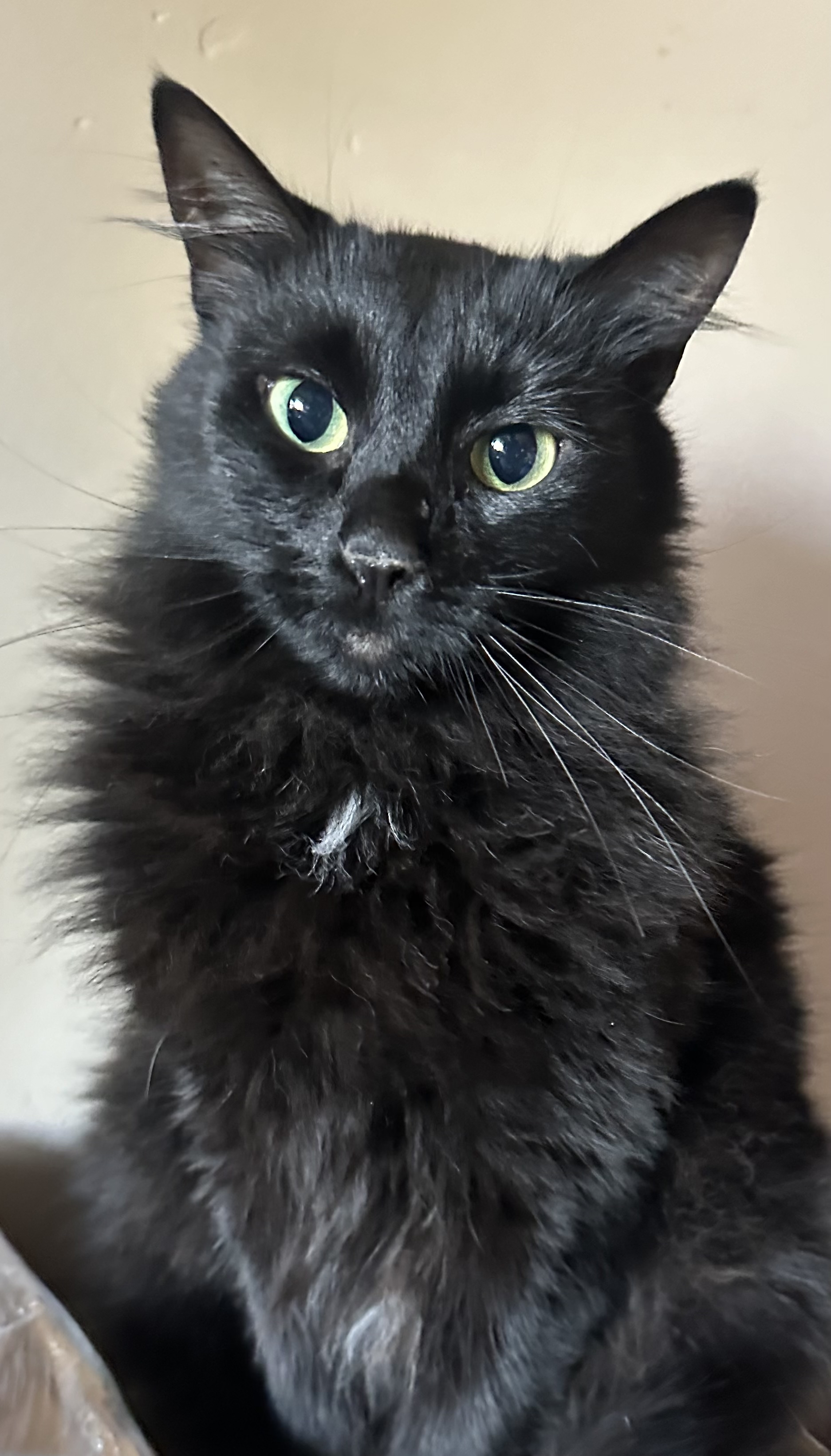 Enlarge Lola, a Adopted Domestic Long Hair in Hollister, CA image 1/1