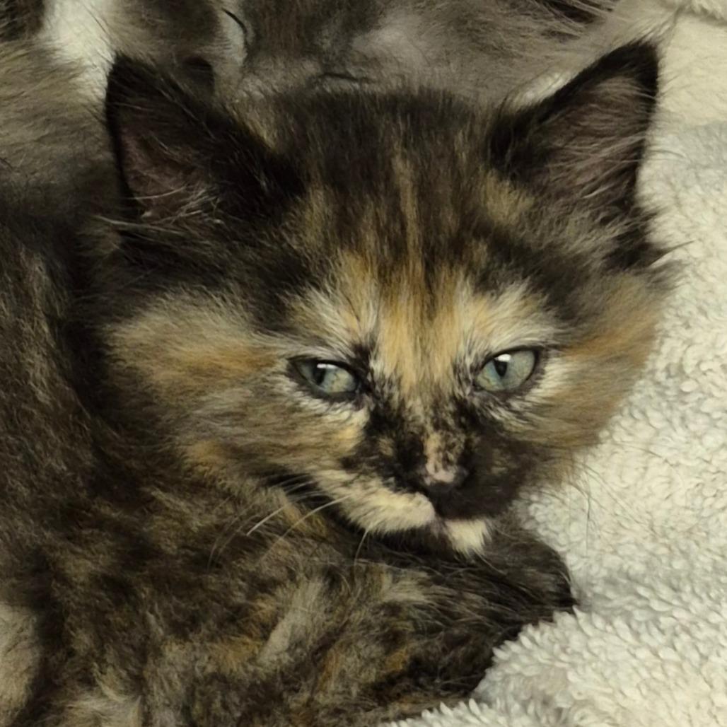 Diamond, Adoptable, Kitten Female Domestic Medium Hair.