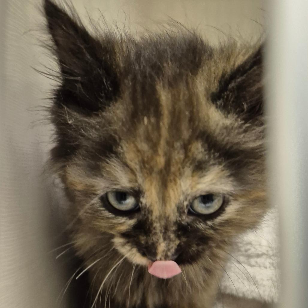 Diamond, a Adoptable Domestic Medium Hair in Drumheller, AB image 2/2