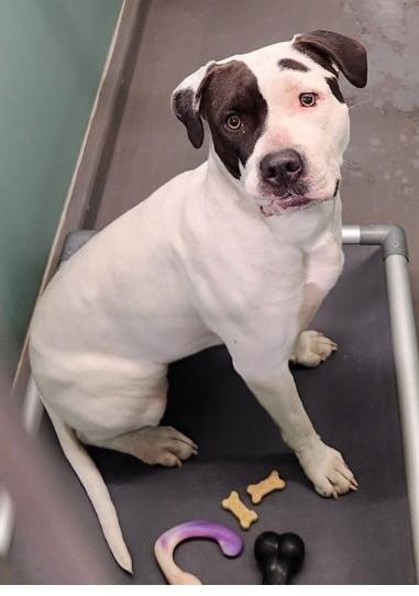 Franny, ADOPTABLE, Adult Female Pit Bull Terrier.