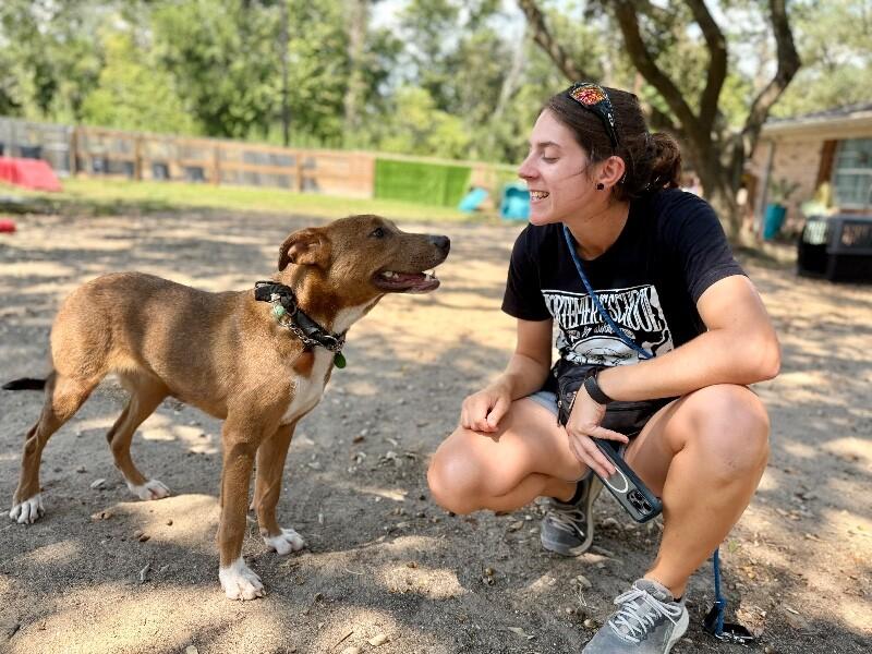 Enlarge Nova Sparkles Sweet Friend to All, a Adoptable mixed breed in Jerome, ID image 5/6