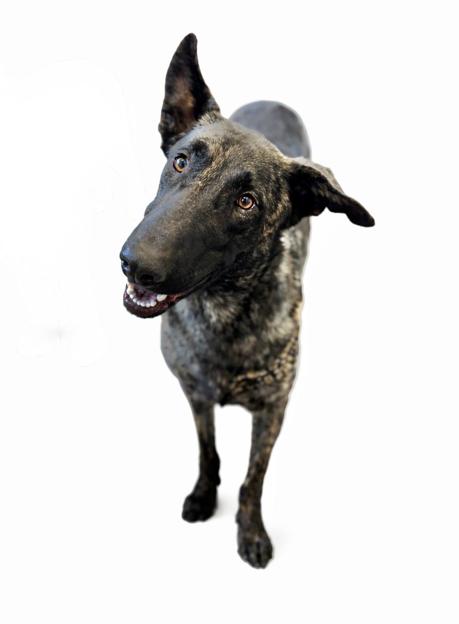 Koen , a Adoptable Dutch Shepherd in SYLVANIA, GA image 1/5