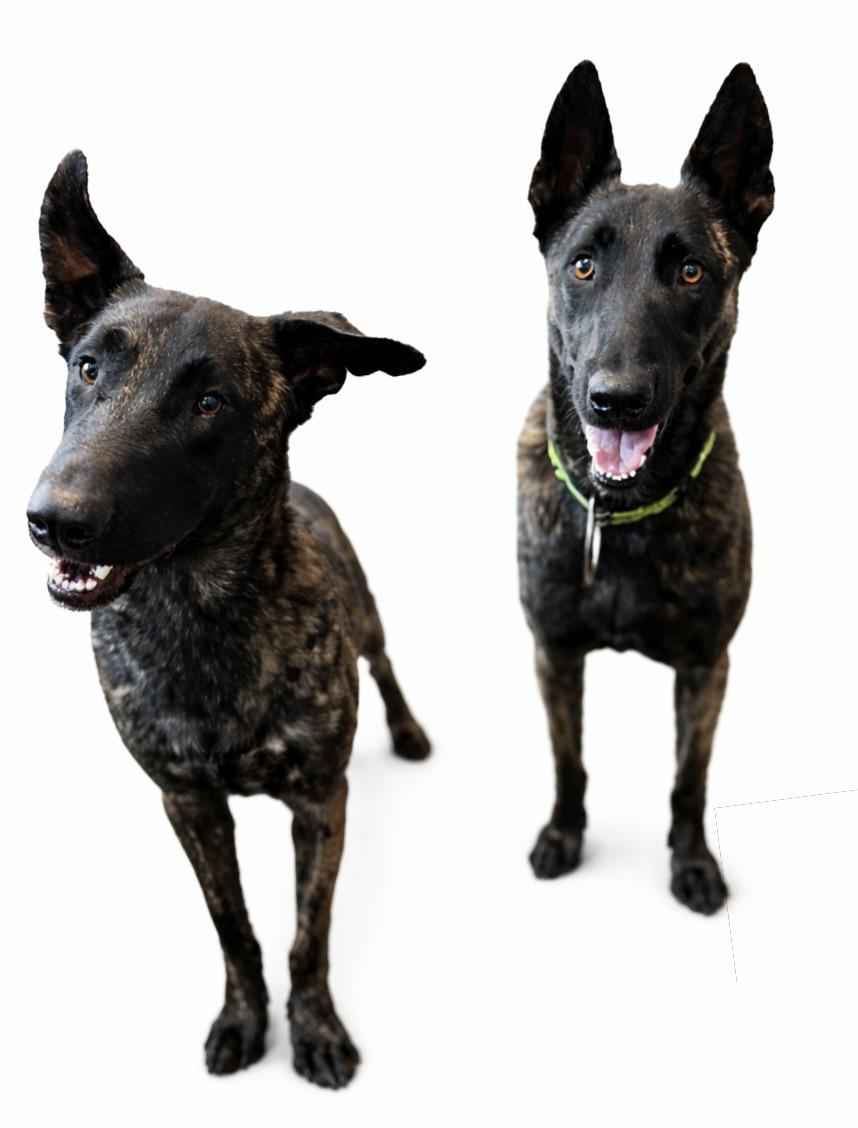 Koen , a Adoptable Dutch Shepherd in SYLVANIA, GA image 2/5