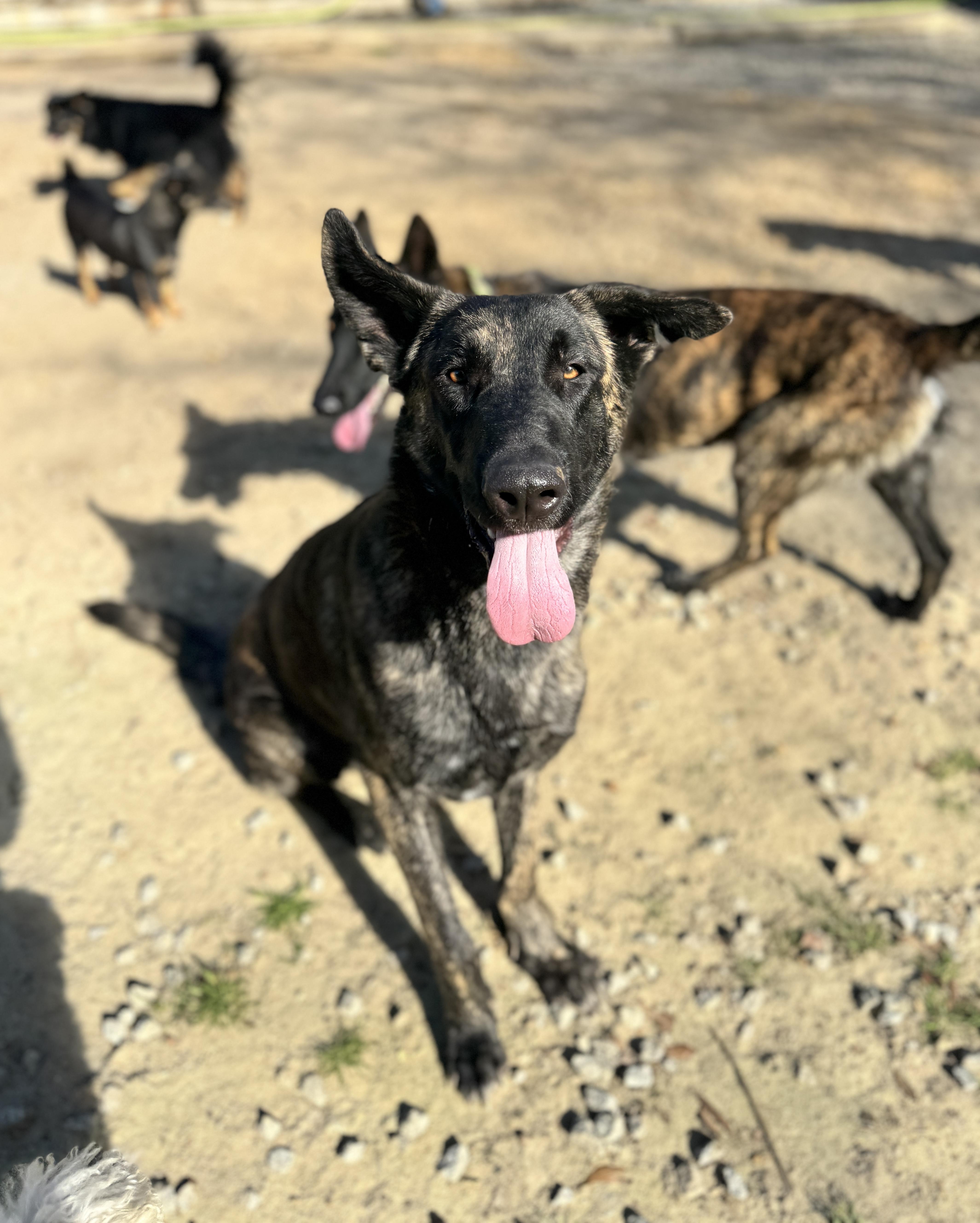 Koen , a Adoptable Dutch Shepherd in SYLVANIA, GA image 3/5