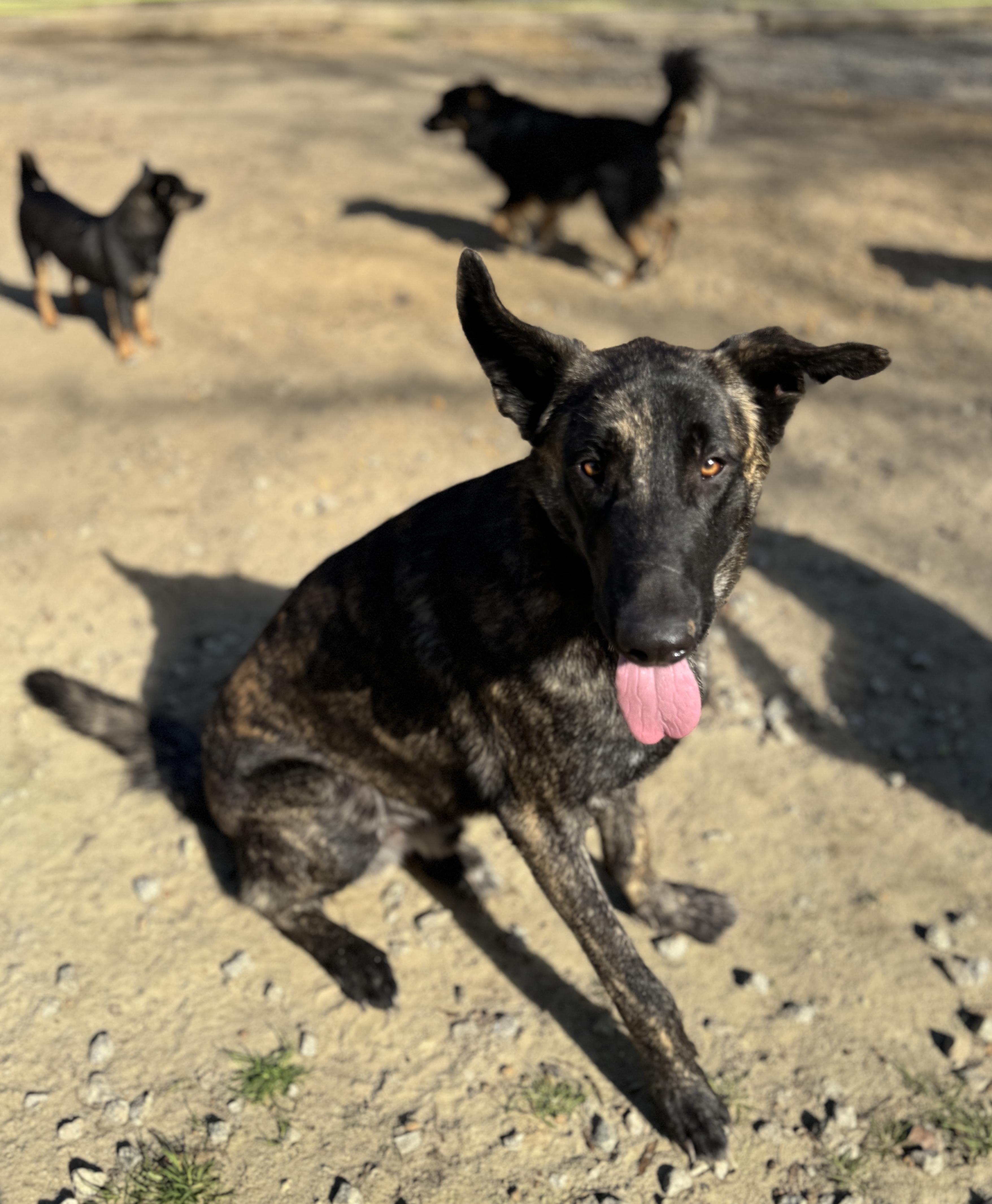 Koen , a Adoptable Dutch Shepherd in SYLVANIA, GA image 5/5