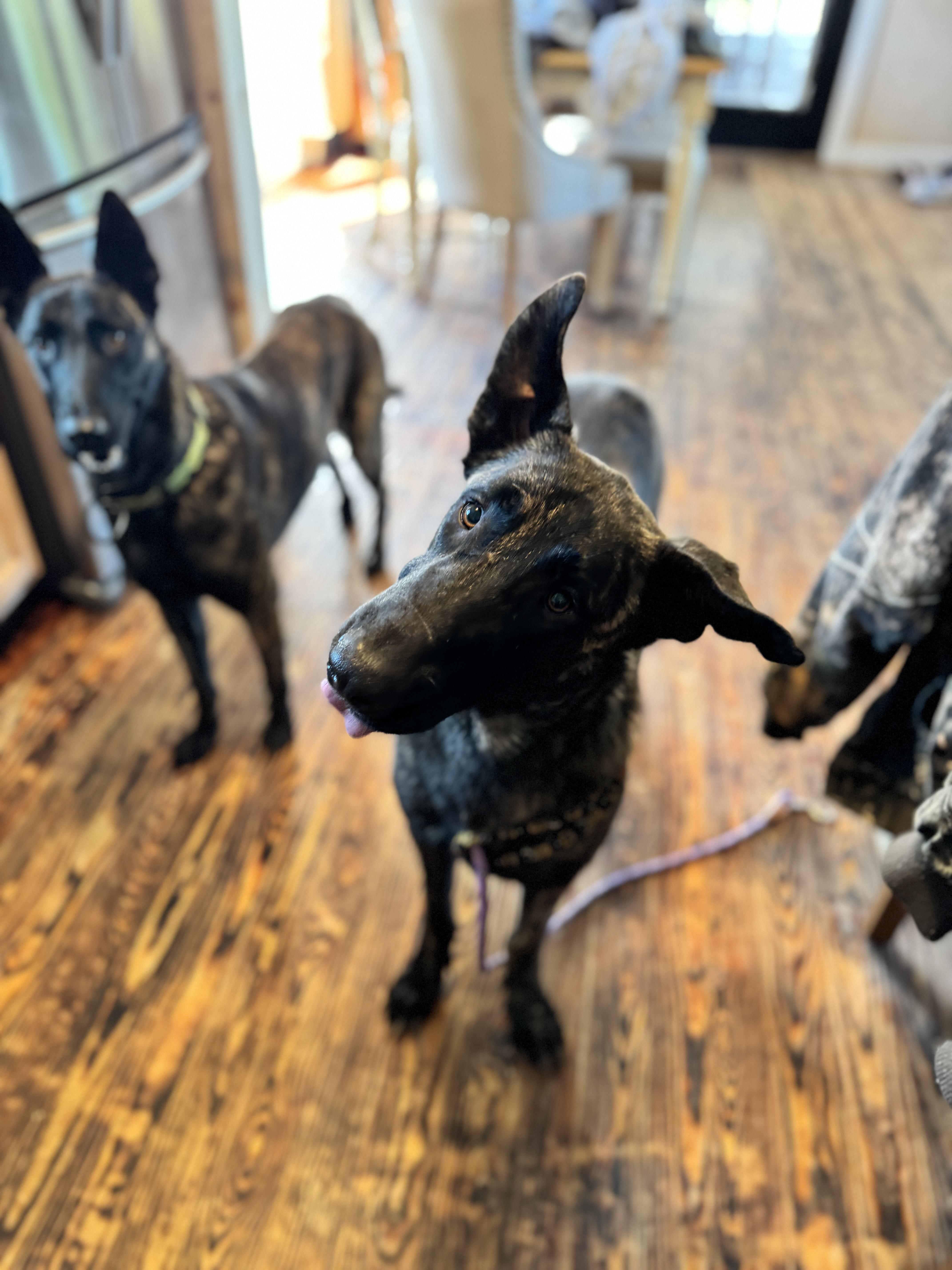 Koen , a Adoptable Dutch Shepherd in SYLVANIA, GA image 4/5