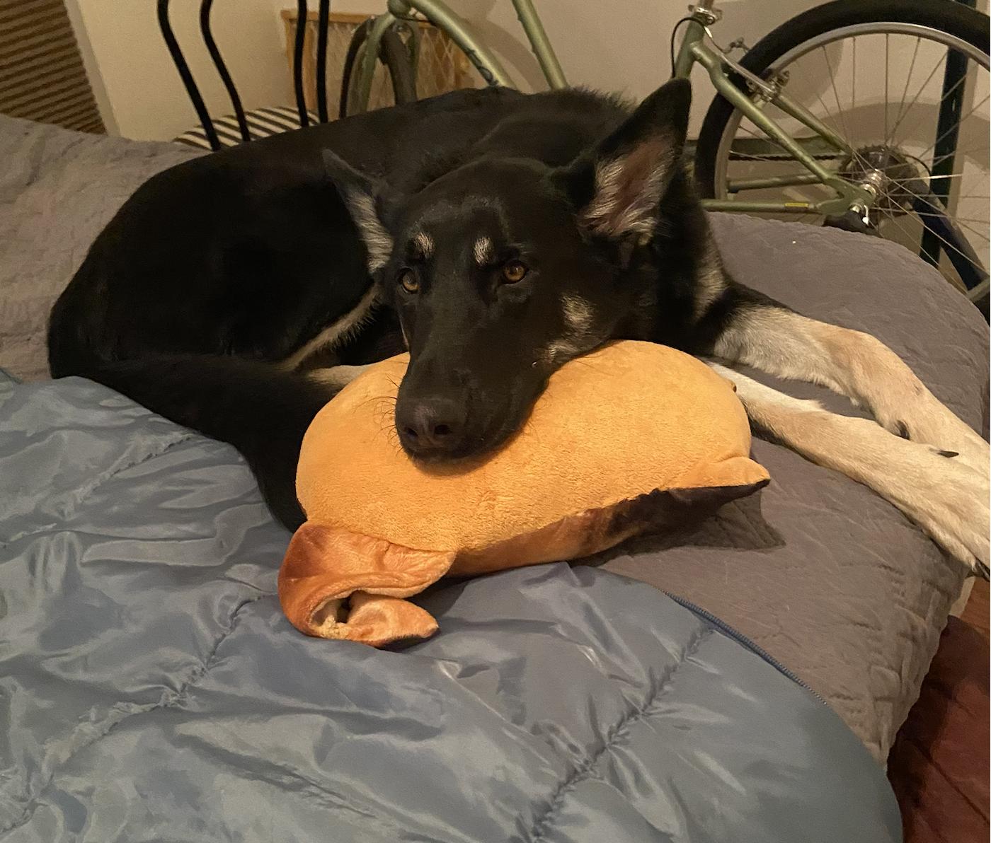 Enlarge Molly black shepherd, an adoptable Shepherd in Metairie, LA image 3/6