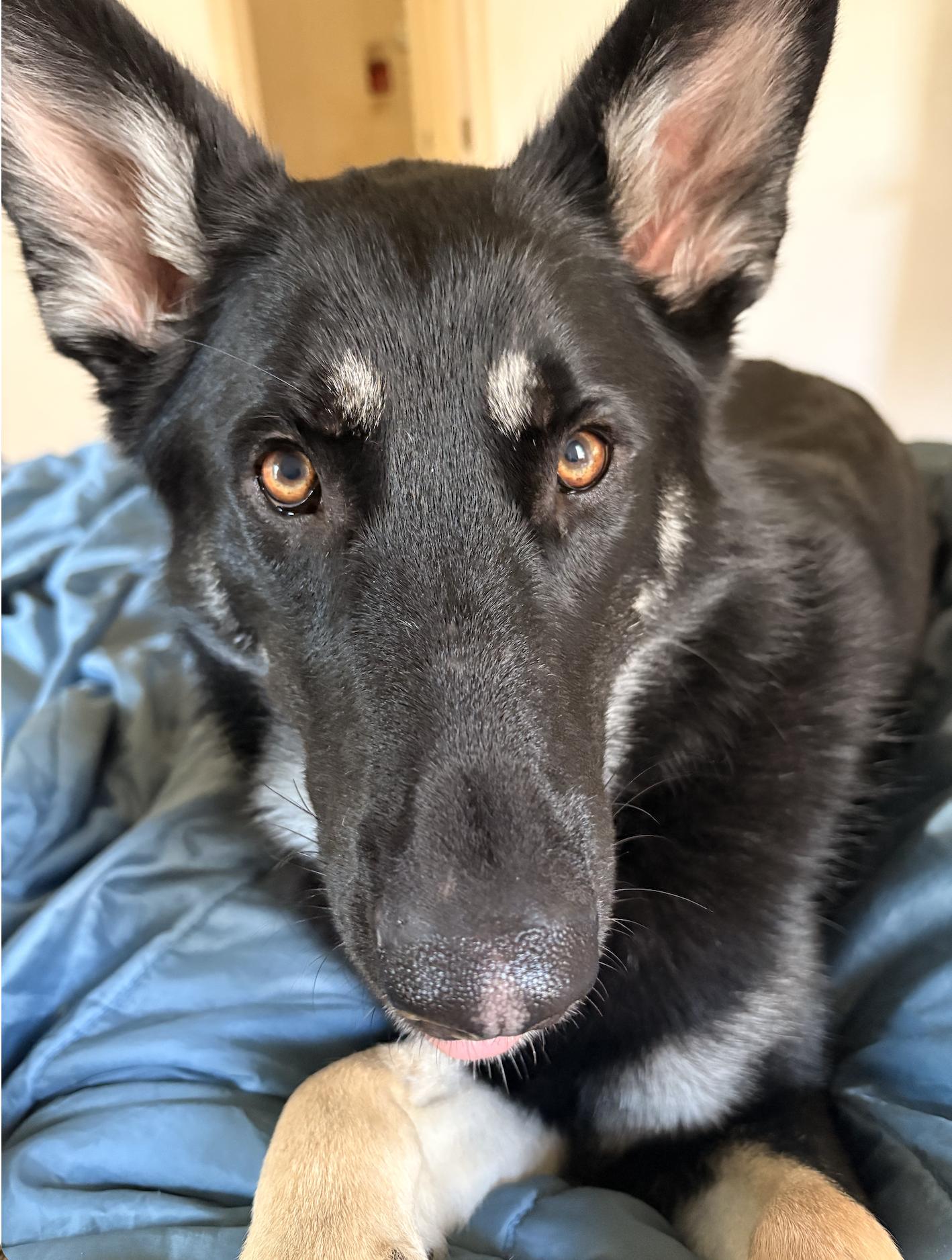 Molly black shepherd, adoptable, Young Female Shepherd.