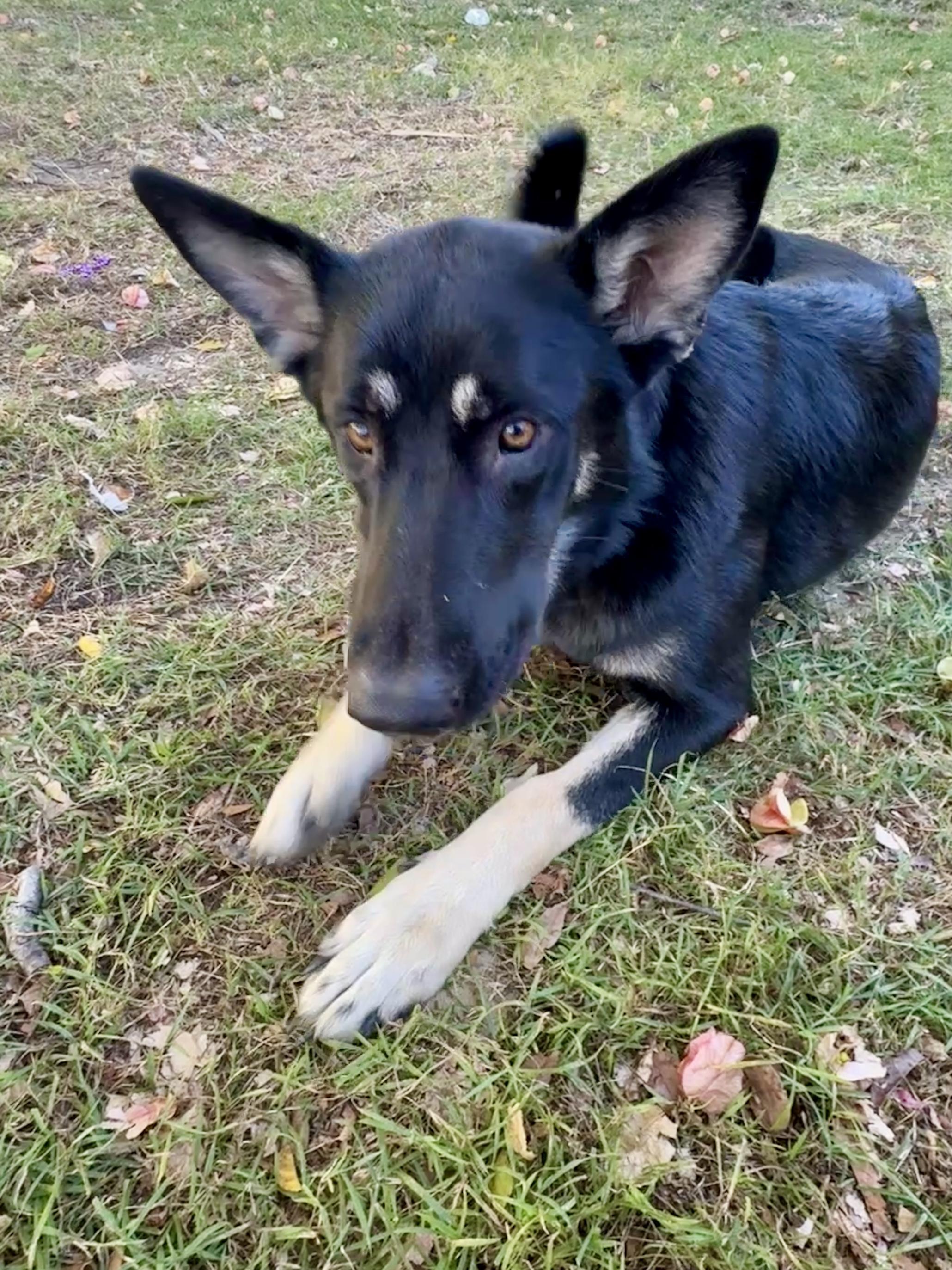 Molly black shepherd, Adoptable, Young Female Shepherd.