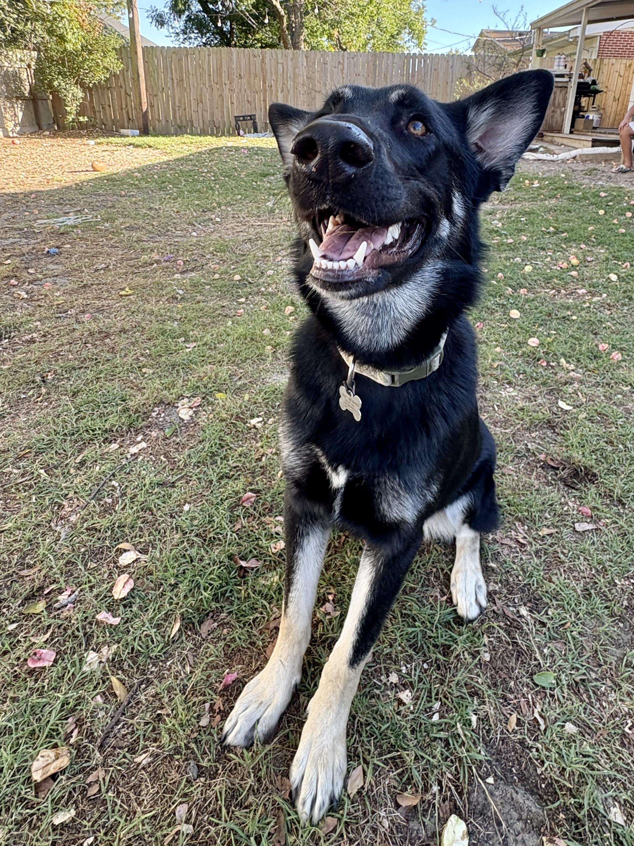 Enlarge Molly black shepherd, a Adoptable Shepherd in Metairie, LA image 2/6