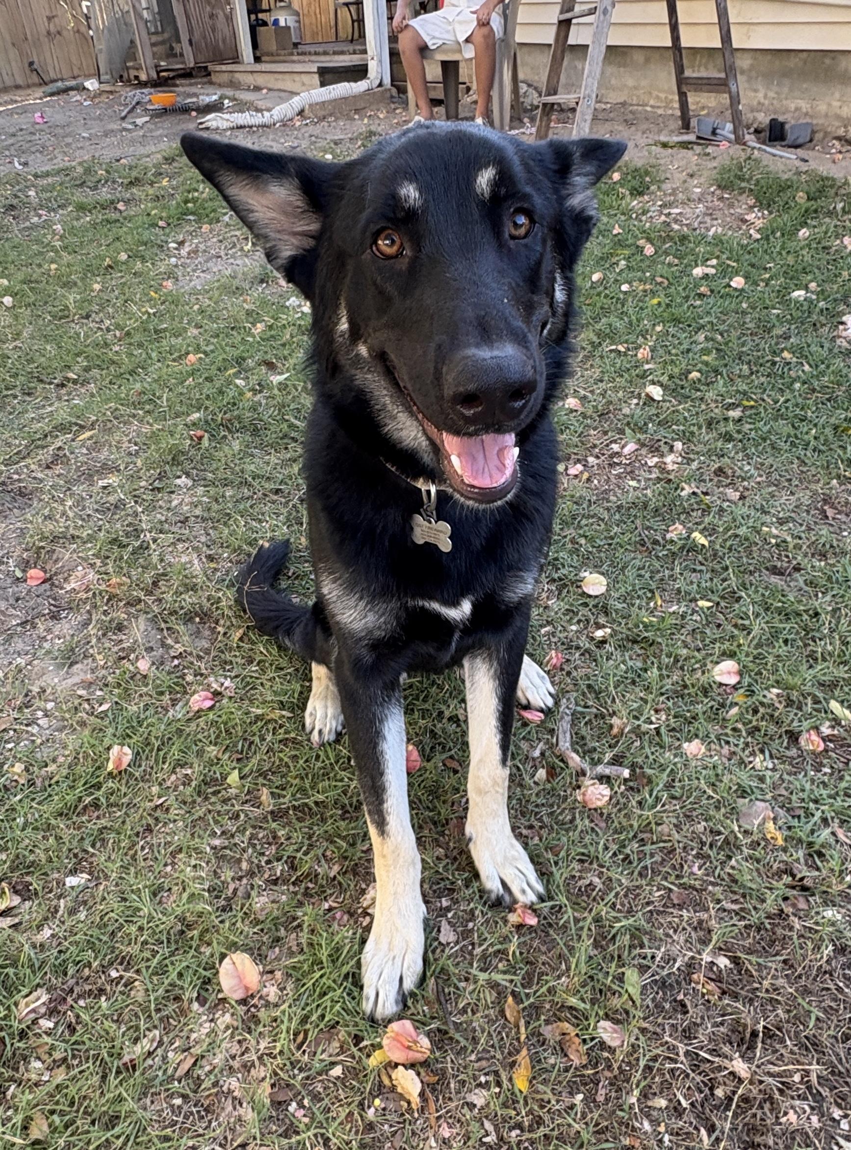 Enlarge Molly black shepherd, a Adoptable Shepherd in Metairie, LA image 3/6