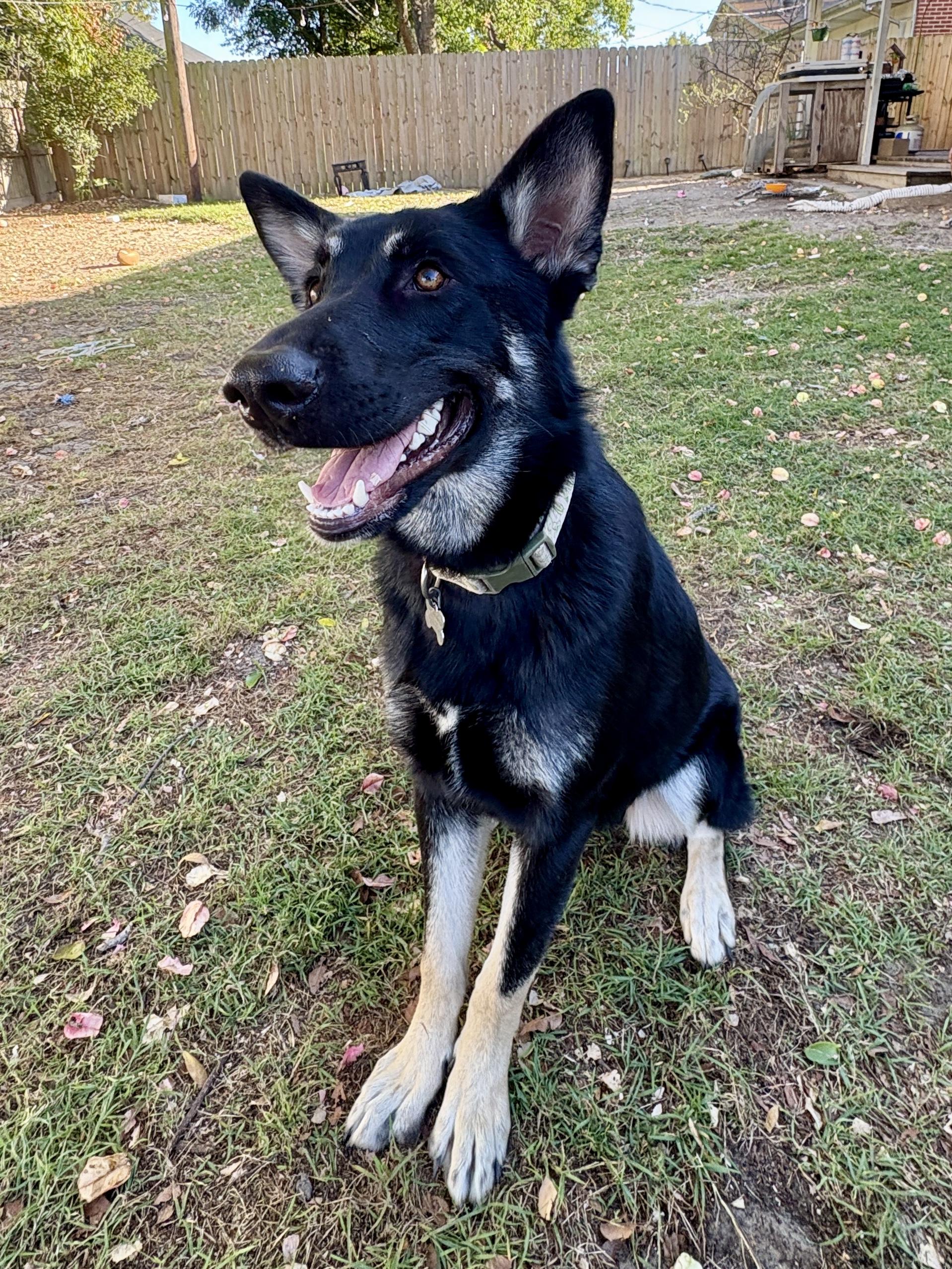 Enlarge Molly black shepherd, a Adoptable Shepherd in Metairie, LA image 4/6