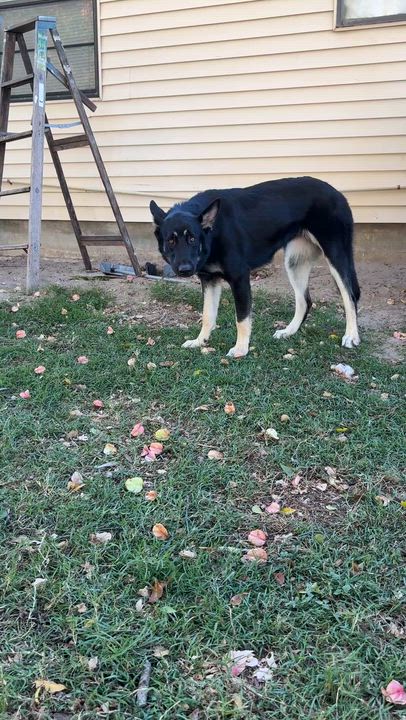 Enlarge Molly black shepherd, a Adoptable Shepherd in Metairie, LA video 5/6