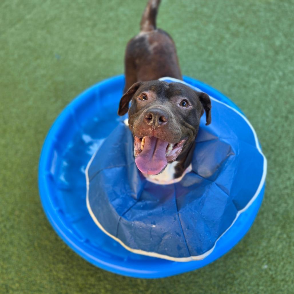 Midam, Adoptable, Adult Female Pit Bull Terrier.