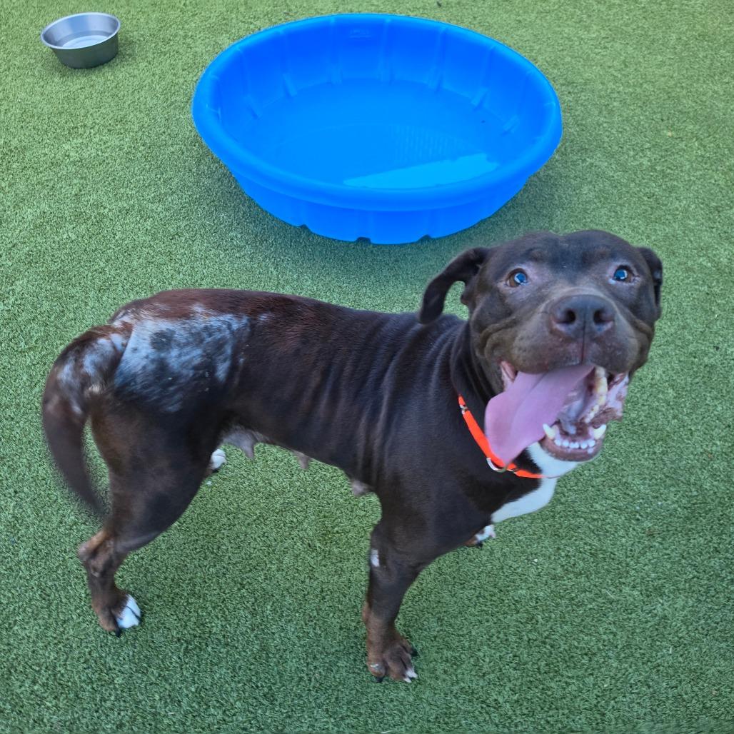 Enlarge Midam, a Adoptable Pit Bull Terrier in Greensboro, NC image 2/5