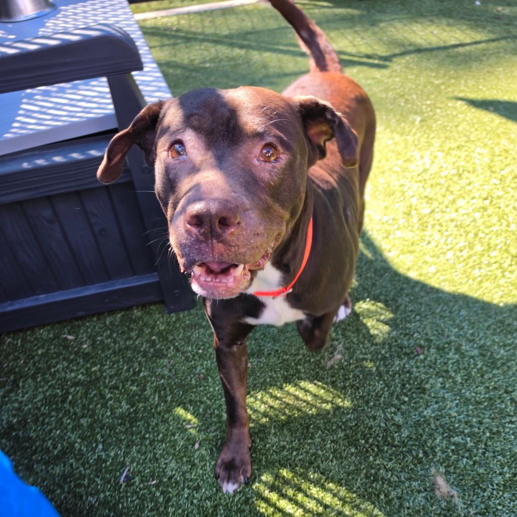 Enlarge Midam, a Adoptable Pit Bull Terrier in Greensboro, NC image 3/5