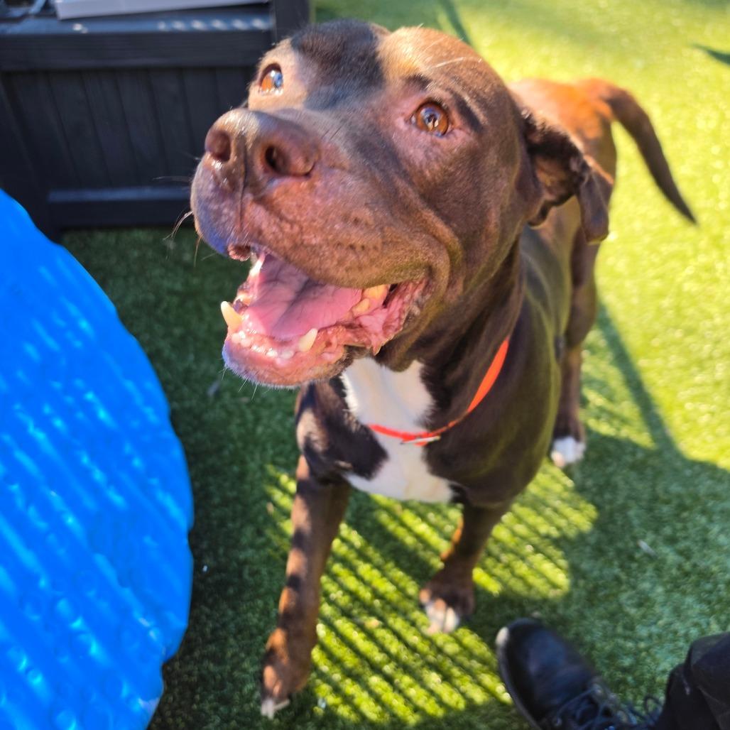 Enlarge Midam, a Adoptable Pit Bull Terrier in Greensboro, NC image 4/5