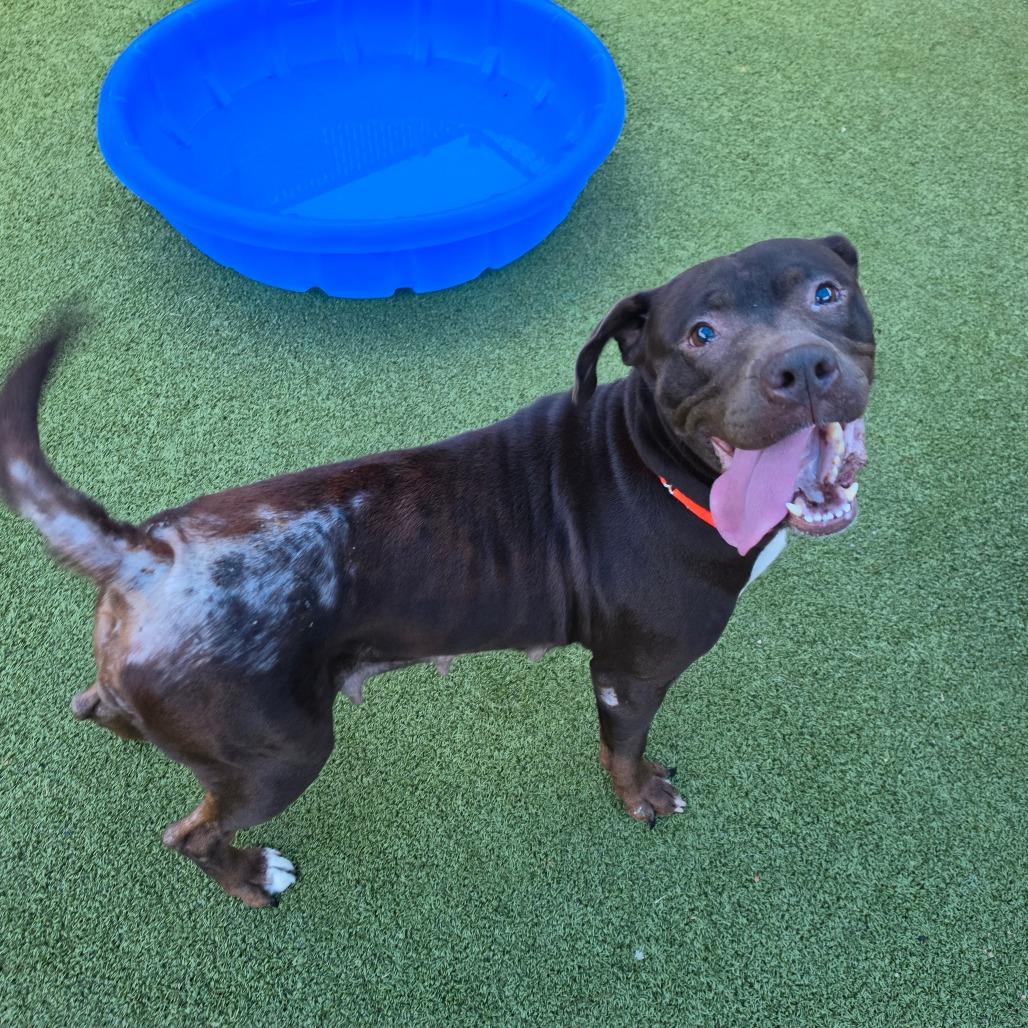 Enlarge Midam, a Adoptable Pit Bull Terrier in Greensboro, NC image 5/5