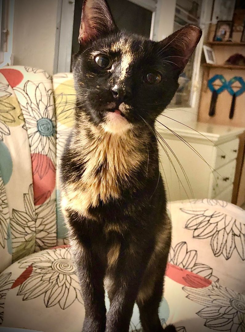 Wilma, Adopted, Adult Female Tortoiseshell.